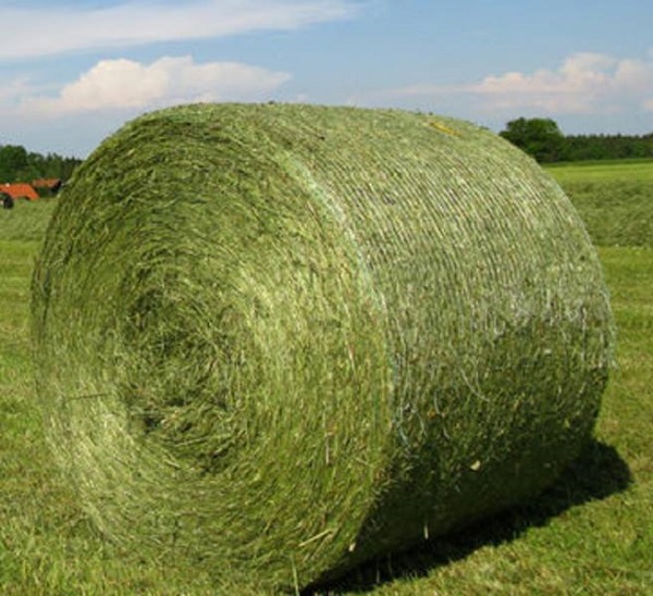 Alfalfa-Hay-09