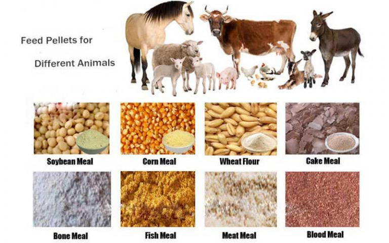 Animal-Feed-Wholesale-768x480-1
